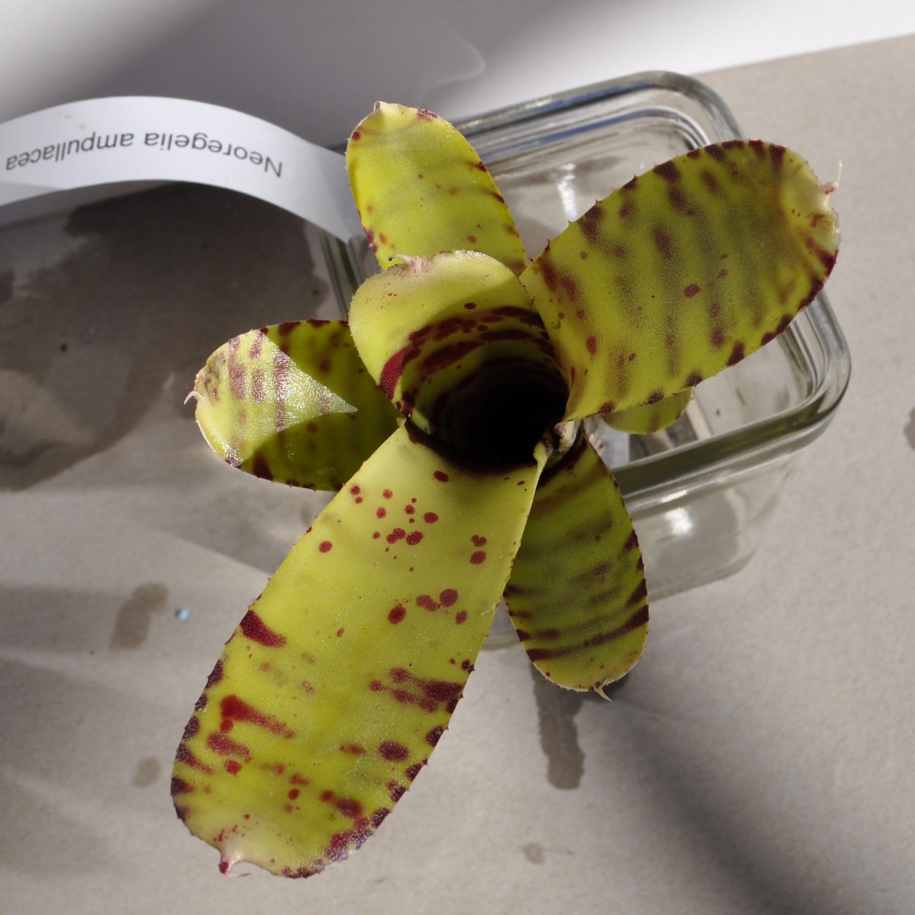 Neoregelia ampullacea tigrina; bromelia punteada; Curiosarium; altura 15-18 cm, diámetro 5-8 cm, sin sustrato_1