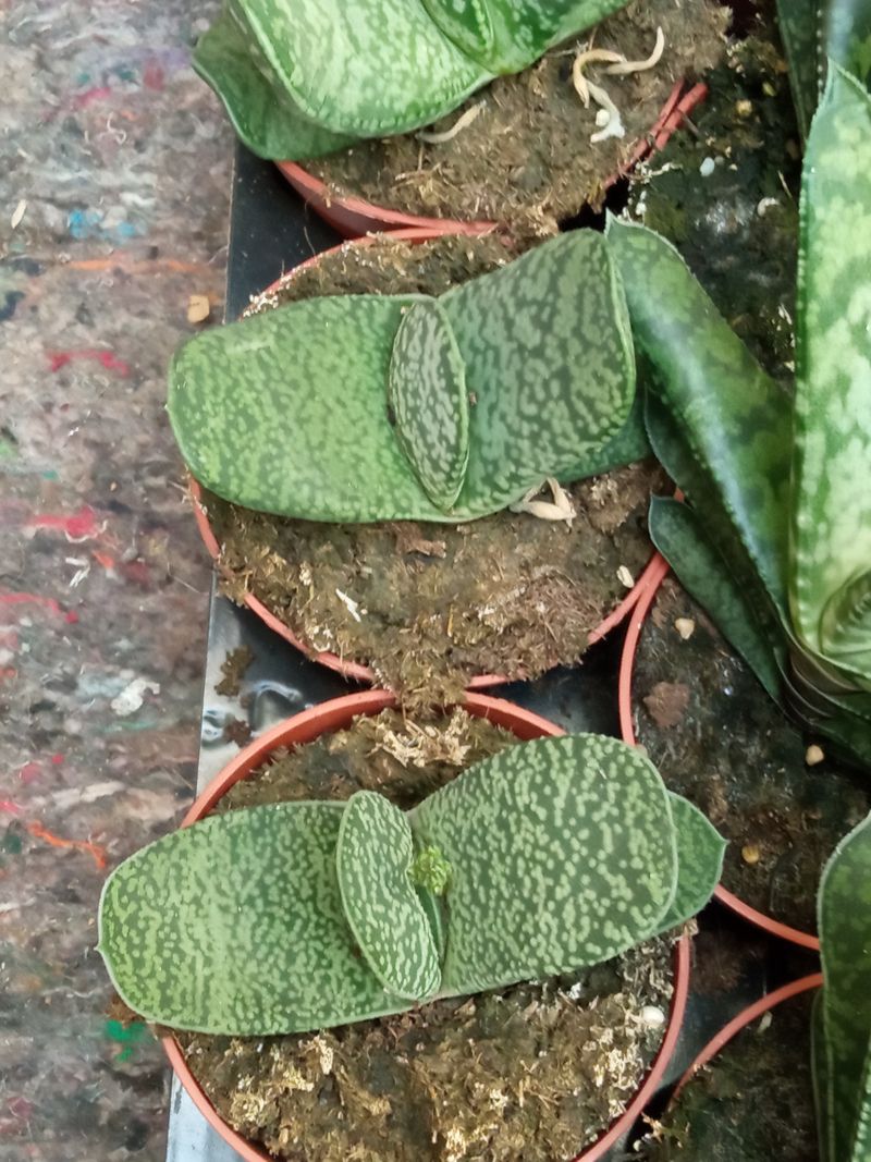 Gasteria Baylissiana Planta Suculenta 8 Cms