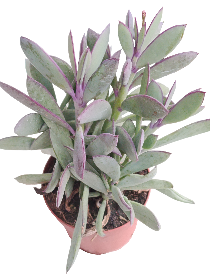 Senecio Crassisium Ø8 Planta Suculenta Suculento_0