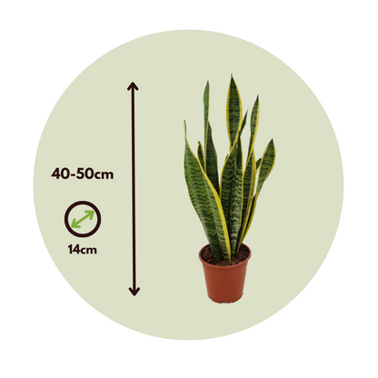 Lengua De Suegra - Sansevieria Trifasciata Laurentii - Altura 40-50cm - ⌀14cm