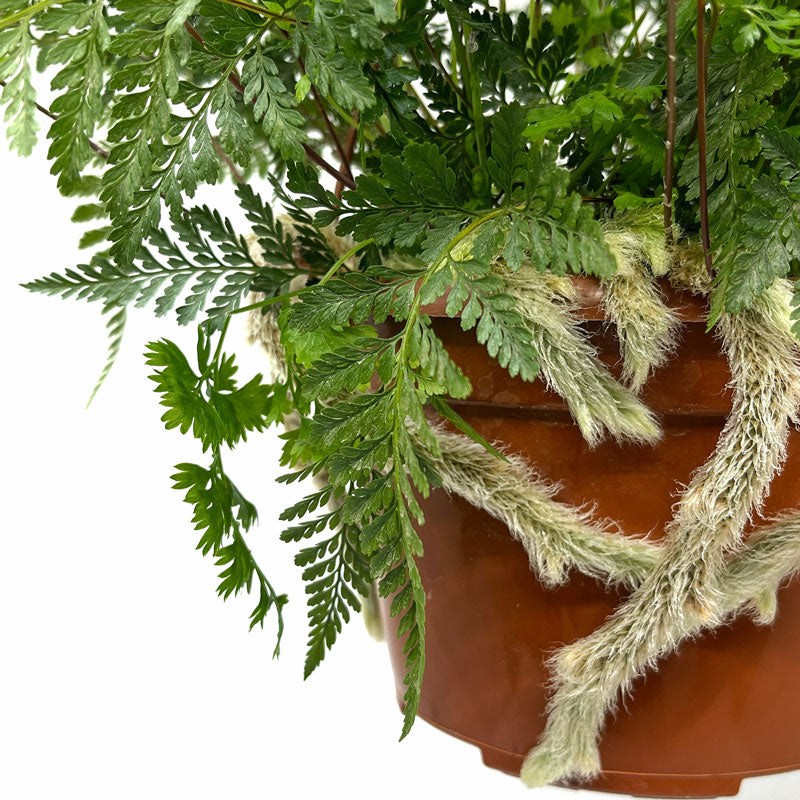 Helecho Davallia Canariensis M15 cm Ø con colgador_2