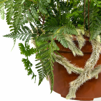 Helecho Davallia Canariensis M15 cm Ø con colgador_2