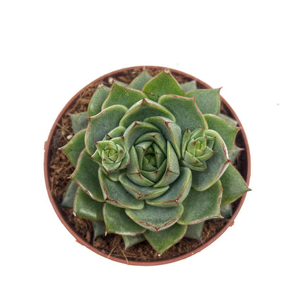 Echeveria Fabiola Cactus Y Suculentas