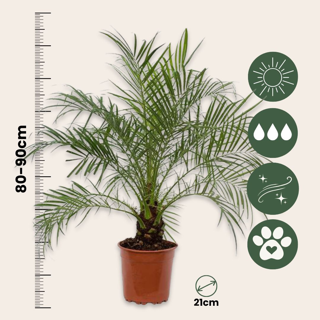 Palmera Enana - Phoenix Roebelenii - Altura 80-90cm - ⌀21cm_2