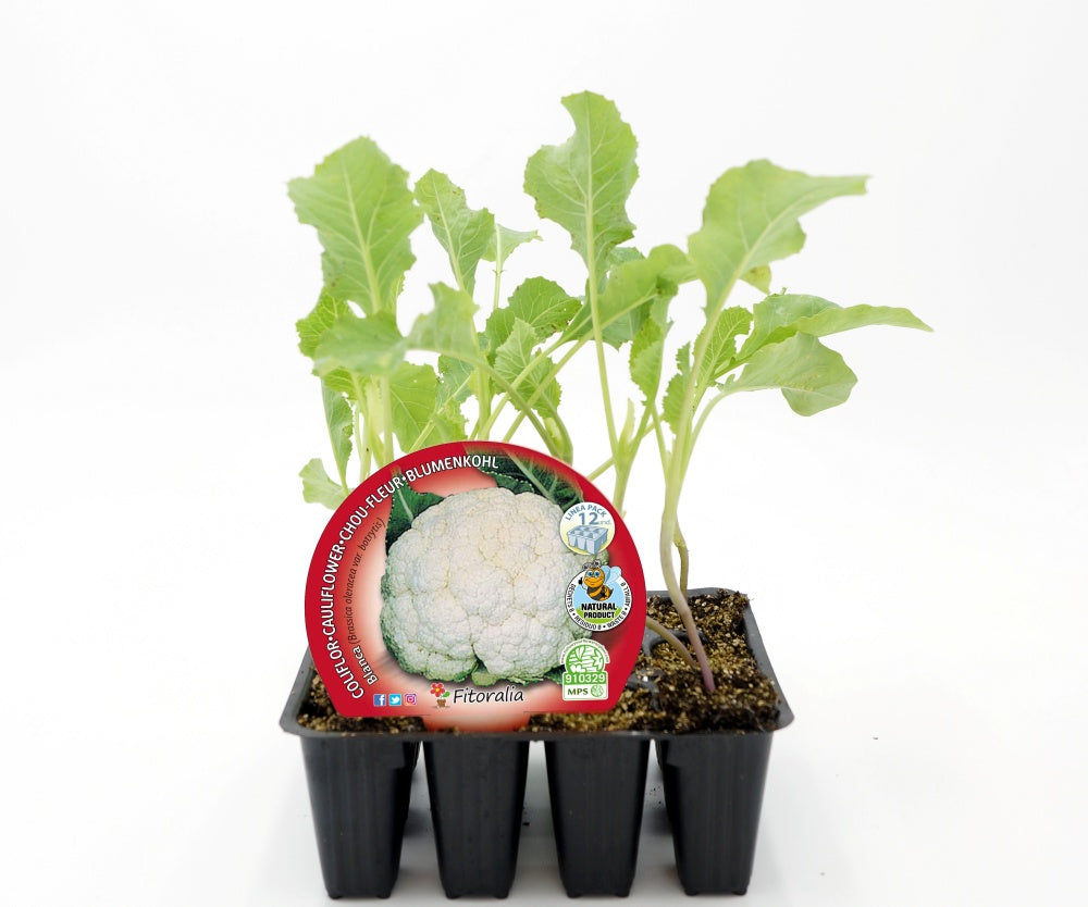 Pack Plantones Coliflor Blanca 12 Ud. Natural - Fitoralia