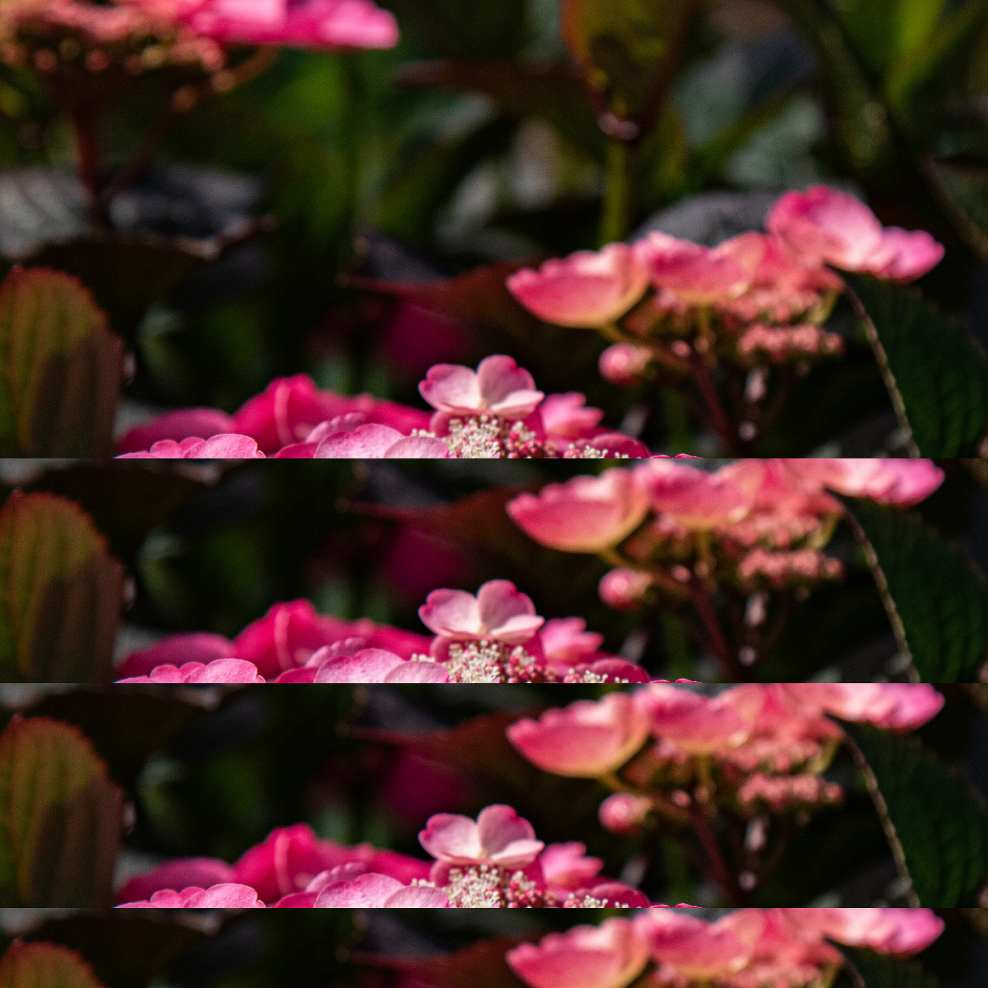 Hortensia - Hydrangea Paniculata 'dare Devil' - Altura 25-40cm - ⌀19cm