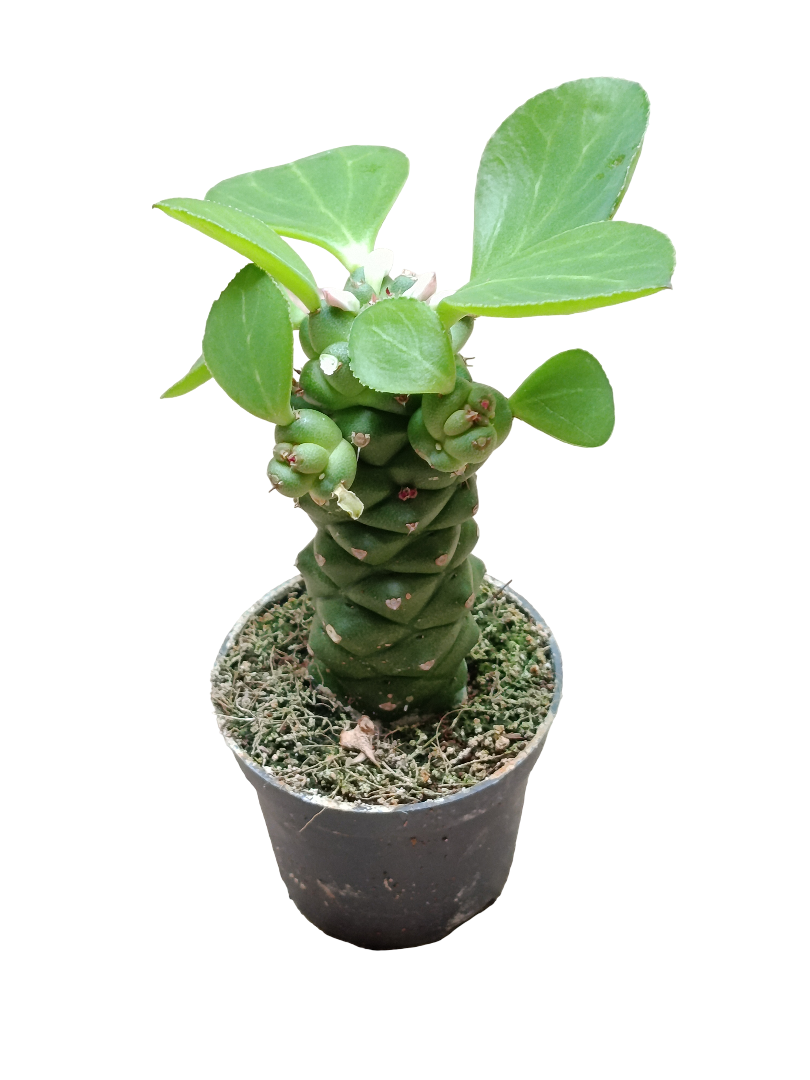 Euporbia Ritchei Ø6 Planta Suculenta Natural_0
