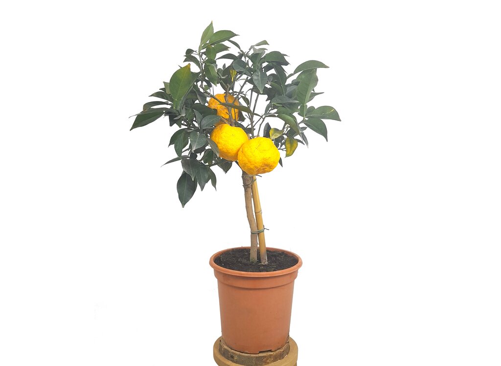 Citrus Yuzu M22 50cm_0