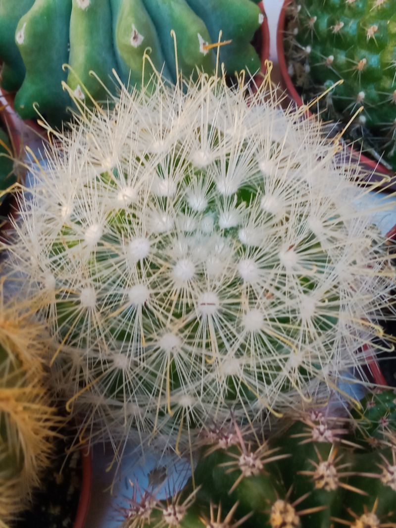 Mammillaria Senilis Cactus Ø 5 Cm_0