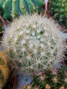Mammillaria Senilis Cactus Ø 5 Cm