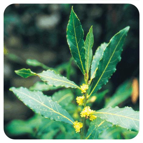 Aceite esencial Laurel Pranarôm 5 ml