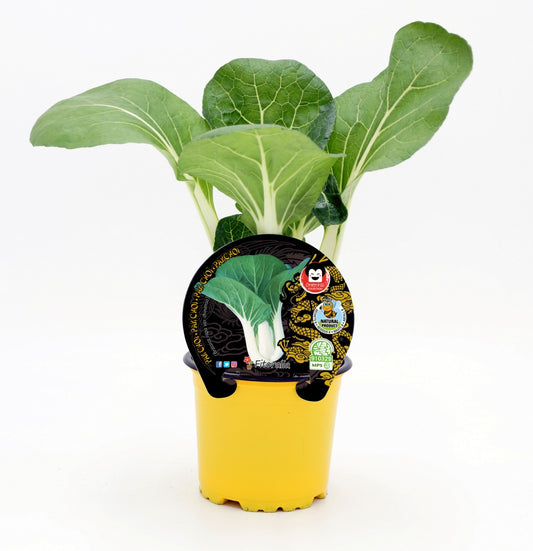 Plantón Pak Choi Natural En Maceta 10,5 Cm. - Fitoralia_0