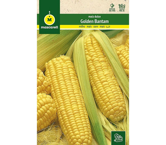 Semillas Maiz Dulce (golden Bantam)