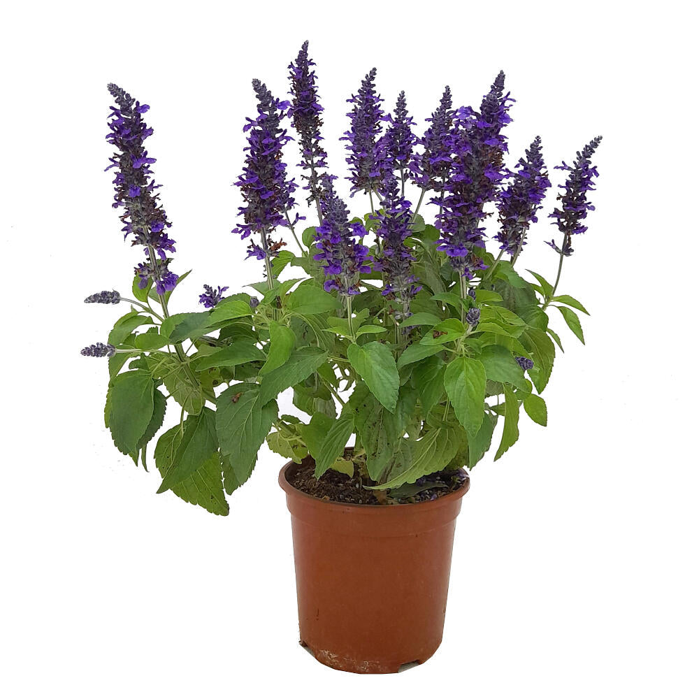 Salvia Farinacea M20 45cm (salvia Azul)_0