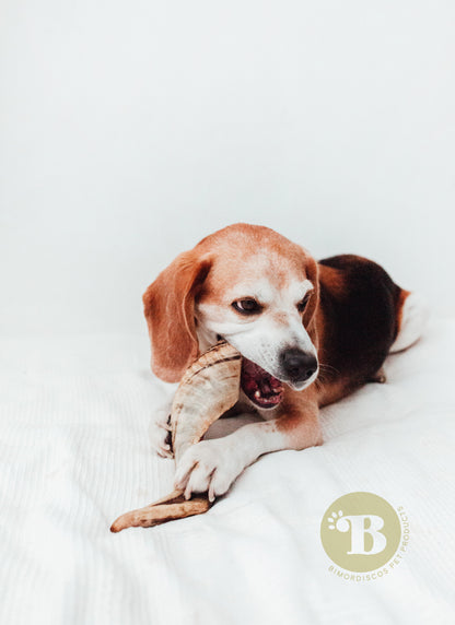 Bimordiscos Cuerno De Carnero Para Perros.