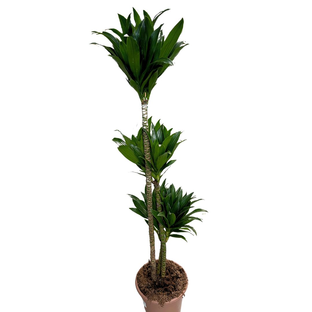 Dracena Compacta - La Planta Perfecta Para Espacios Con Poca Luz Y Bajo Mantenimiento Maceta 20cm 3 Troncos 60/30/15_0