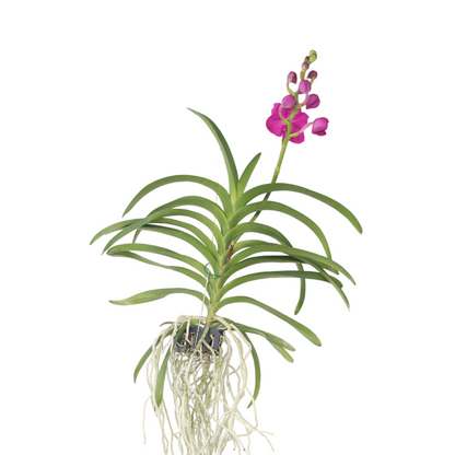 Orquídea Vanda - Vanda 'pink' - Altura 55-65cm_0