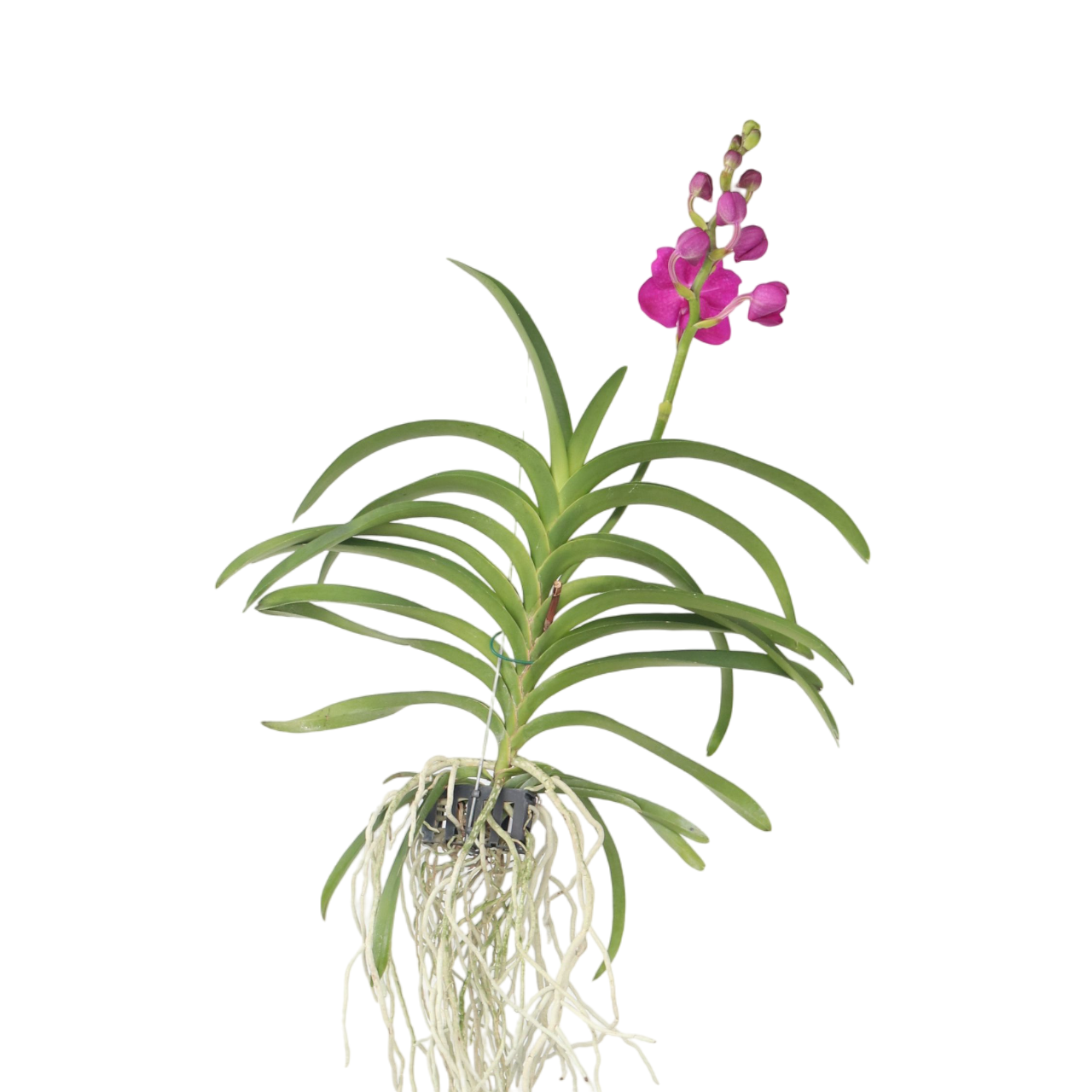 Orquídea Vanda - Vanda 'pink' - Altura 55-65cm