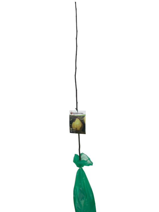 Frutal Membrillo Cepellón 140CM_0