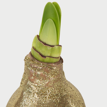 Amarilis - 3 Pzs - Hippeastrum 'glitter Mix' - Bulbo De Flor - Rojo