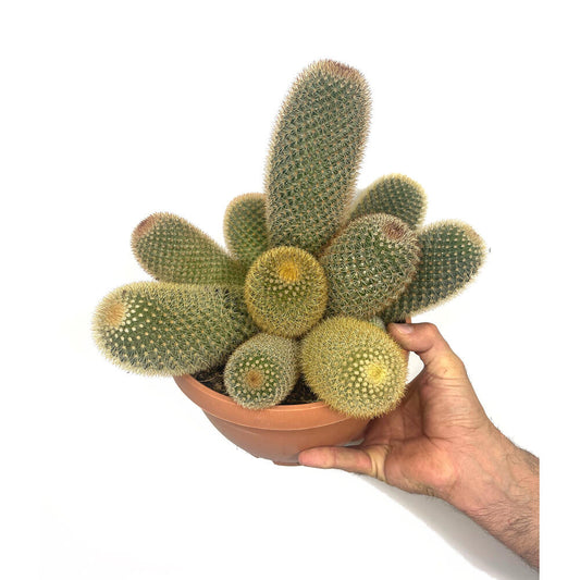 Mammillaria Pilcayensis T20 30cm_0