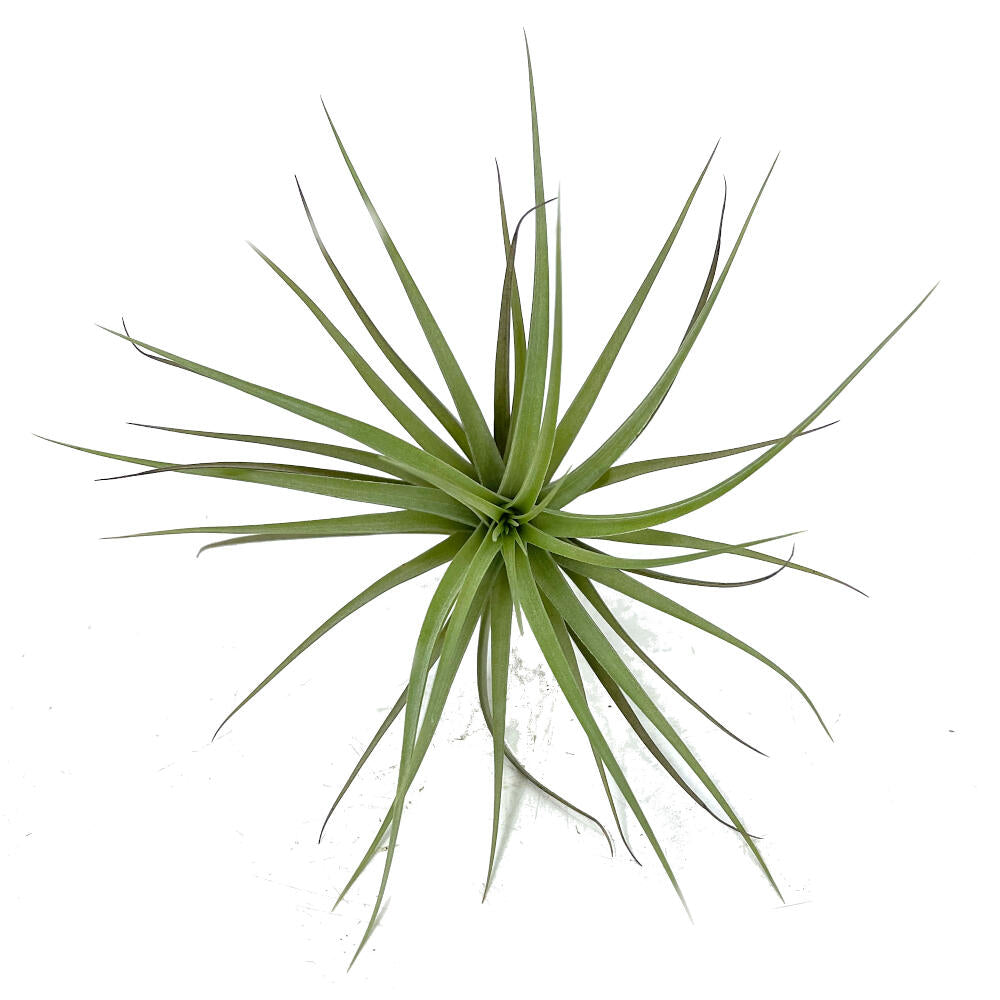 Tillandsia Aeranthos 11cm Largo X 12cm Ancho_3