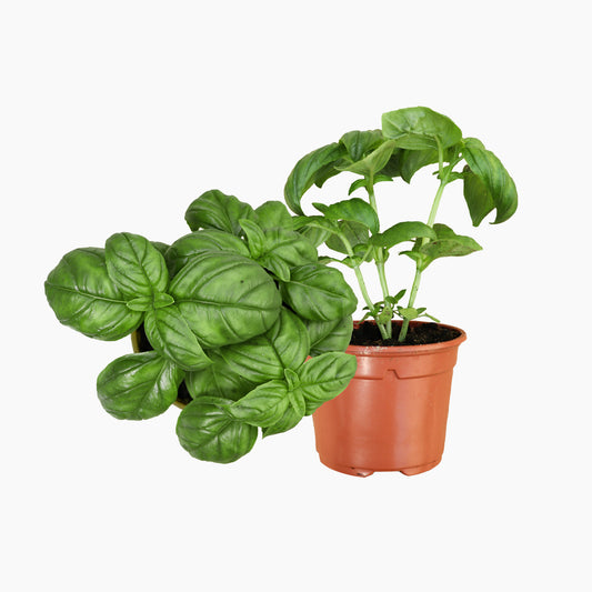 Maceta Albahaca De Hoja Grande 10,5 Cm - Plantabo_0