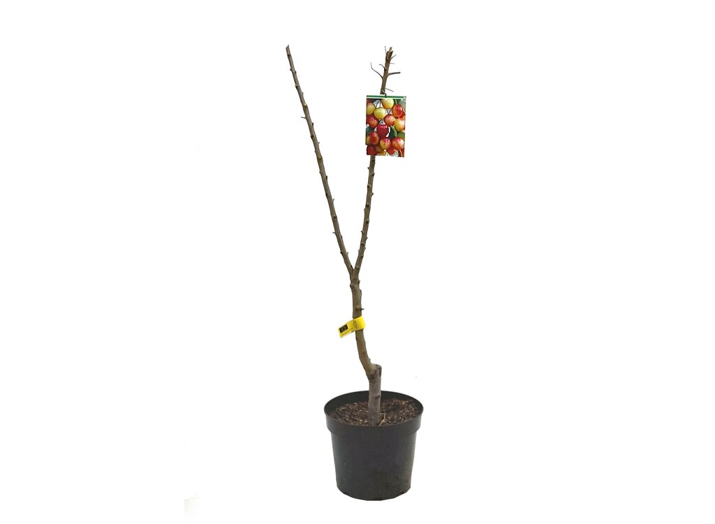 Ciruelo Mayero M25 100cm_0
