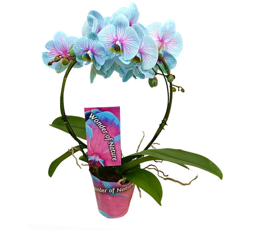 Phalaenopsis Wonder Arco M12 45cm_0