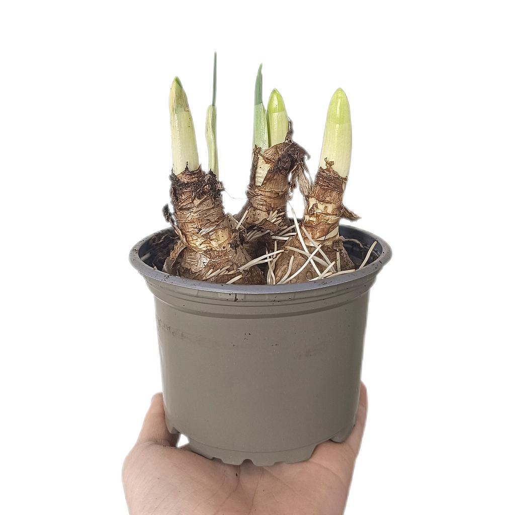 Narciso Variado M12_0