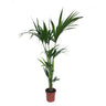 Kentia Forsteriana M17 100cm