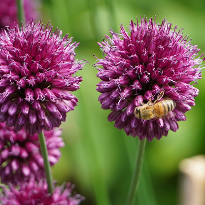 Mezcla De Bulbos De Flor - 250 Pzs - Púrpura