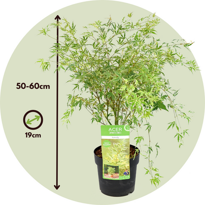 Arce Japonés - Acer Palmatum 'butterfly' - Altura 50-60cm - ⌀19cm_2