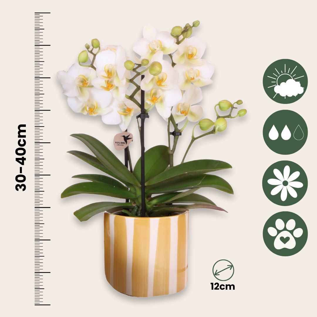 Set De Regalo Orquídea 'yellow Xl' - Phalaenopsis - Altura 35cm