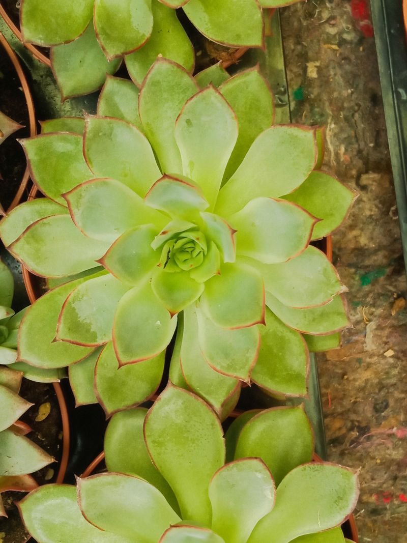 Suculentas Y Cactus Variedad #27 Planta Sin Id