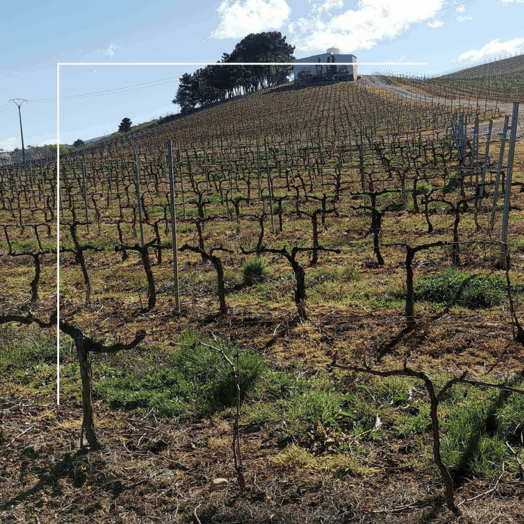 Altos de Talana - vino blanco - 2020_1