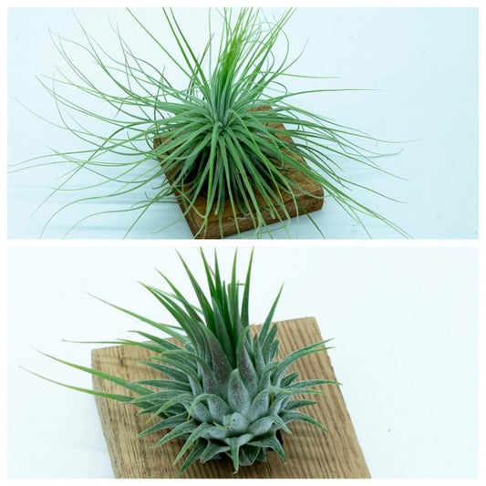 Pack Tillandsias