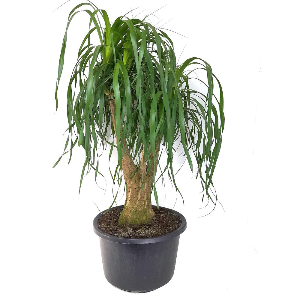 Beaucarnea Recurvata Ramificada M32 80cm (pie De Elefante)_0