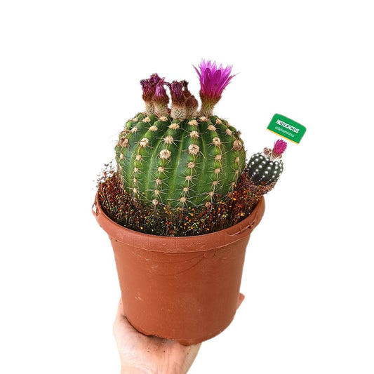 Notocactus Uebelmannianus M17