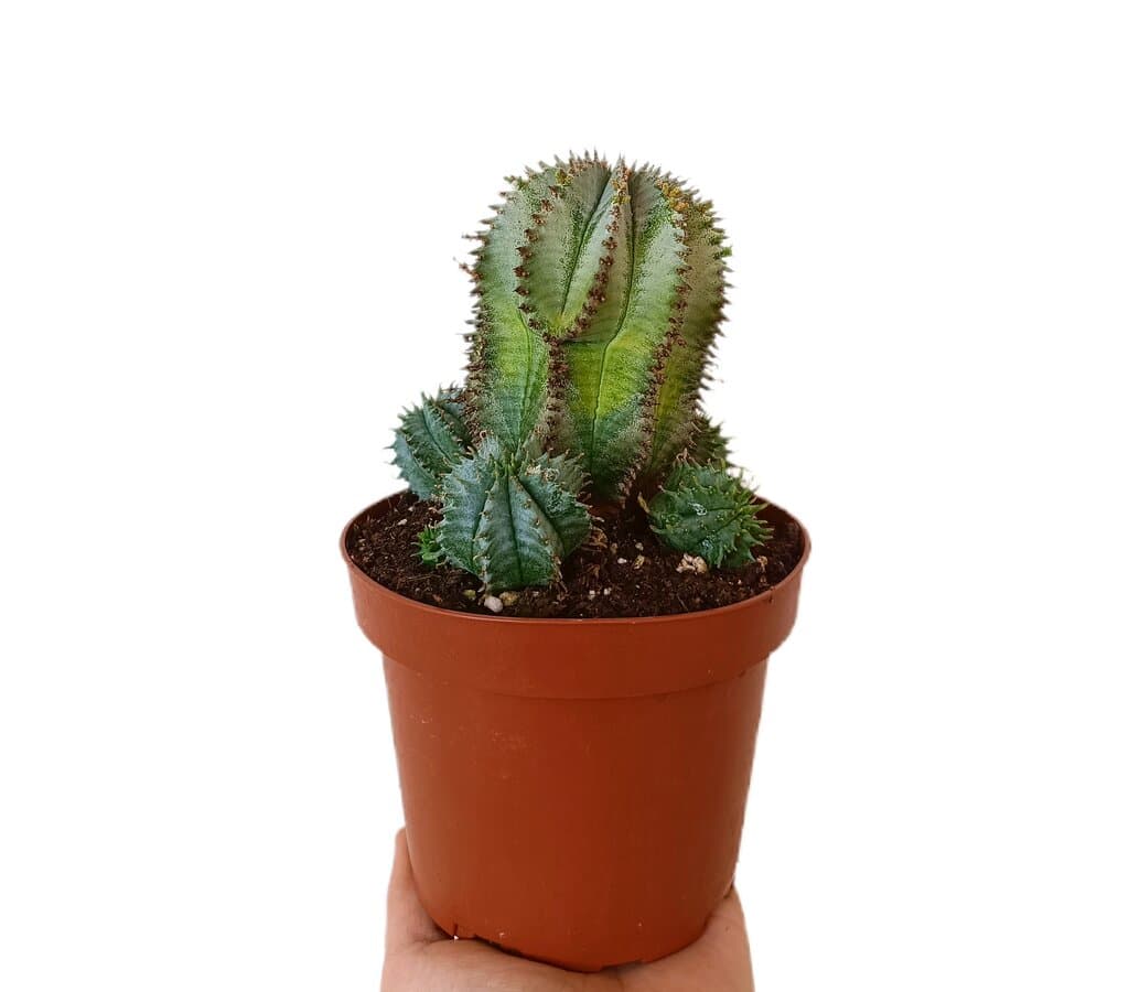 Euphorbia Horrida Alba M13_0