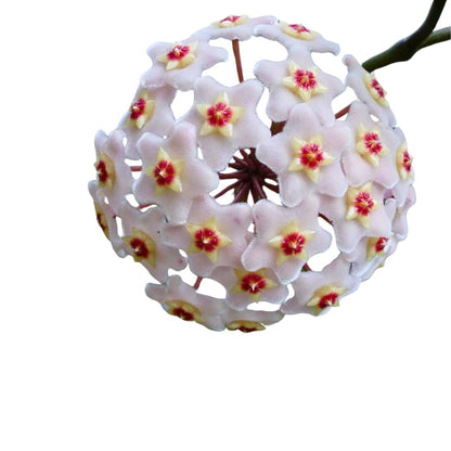 Hoya Carnosa Mix, La Planta De La Flor De Cera Colgante_1