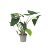 Planta Cebra - Alocasia 'zebrina' - Altura 140-150cm - ⌀32cm