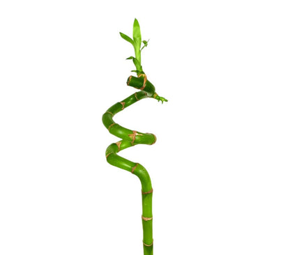 Bambusa Lucky Espiral 90cm_1