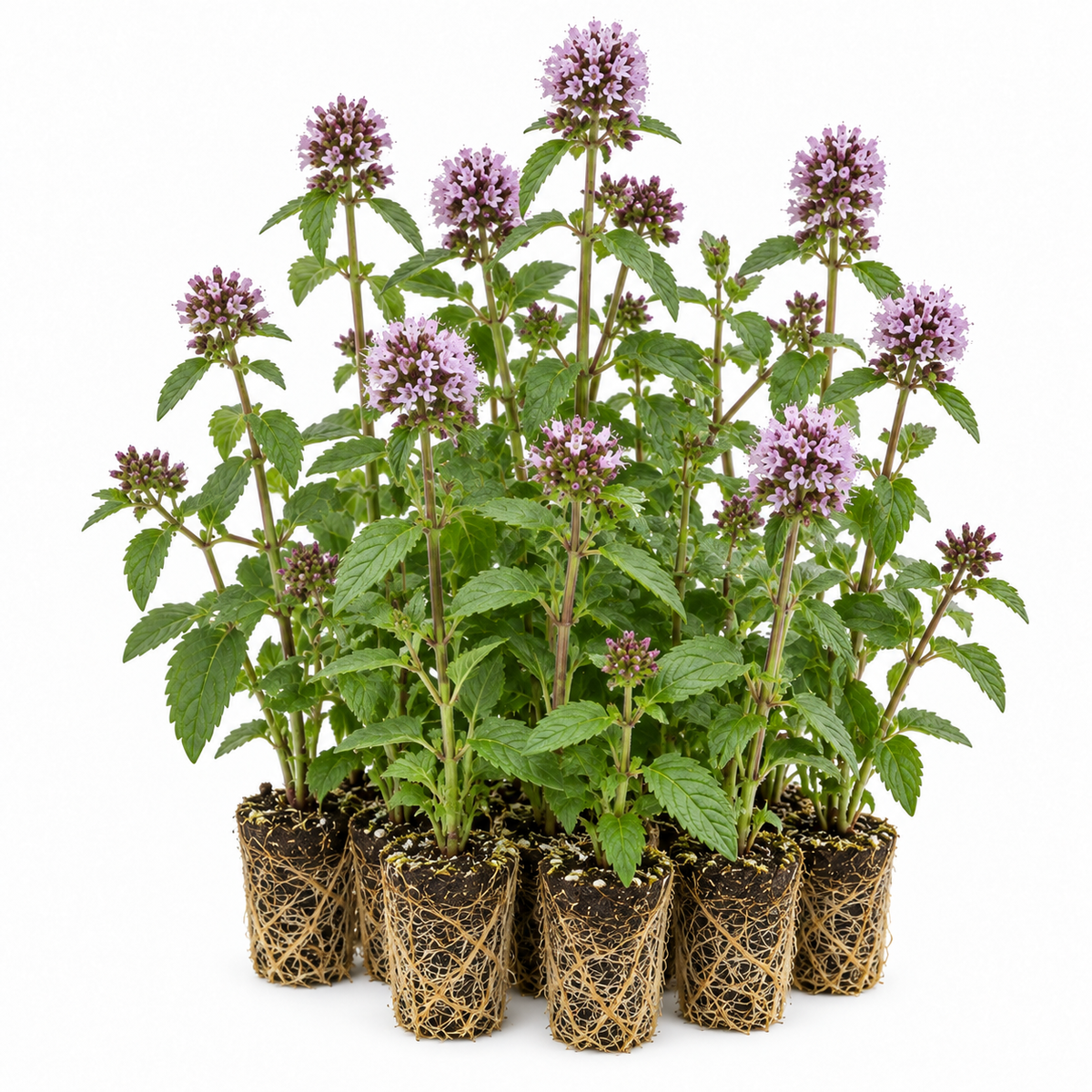 Menta Acuática - Mentha Aquatica - 12 Plantas_0