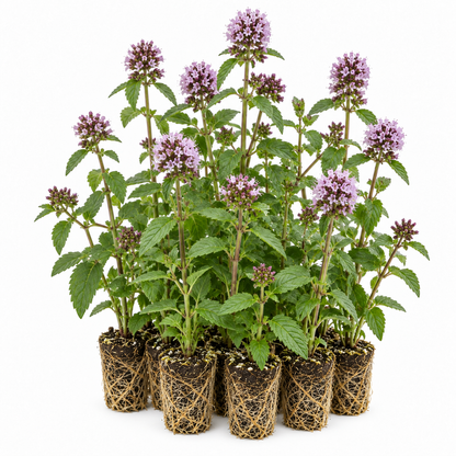 Menta Acuática - Mentha Aquatica - 12 Plantas_0