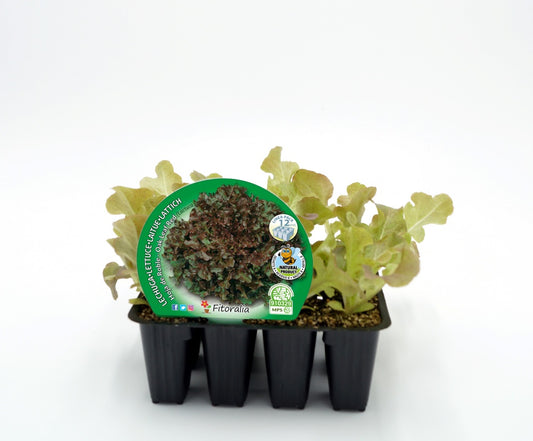 Pack Plantones Lechuga Hoja De Roble 12 Ud. Natural - Fitoralia