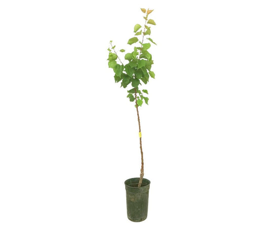 Albaricoquero Moniqui M17 130-150cm_0