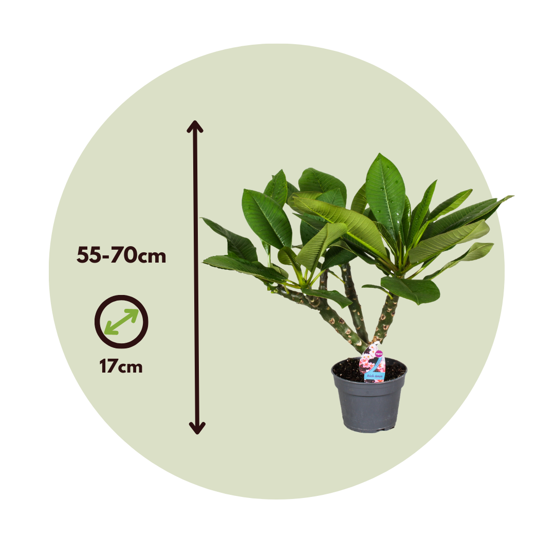 Frangipani - Plumeria Rubra 'blanco' - Altura 55-70cm - ⌀17cm_2