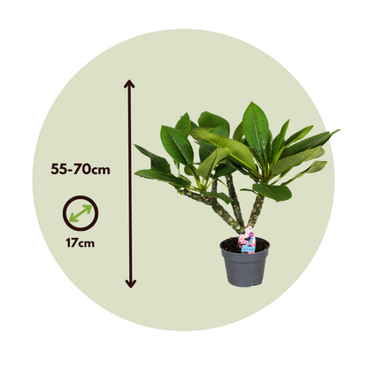 Frangipani - Plumeria Rubra 'blanco' - Altura 55-70cm - ⌀17cm_2