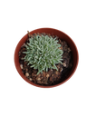 Delosperma Spalmanthoides Planta Suculenta Ø8